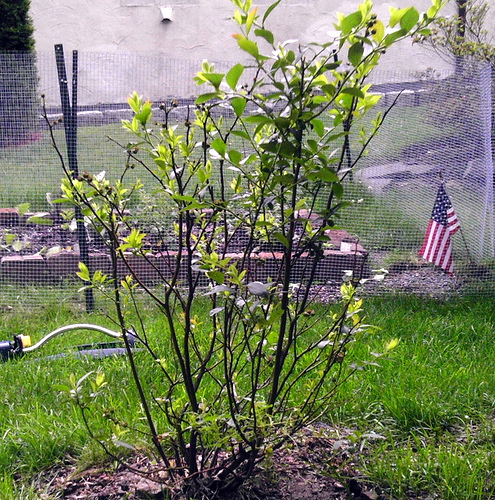 Blueberry Bush