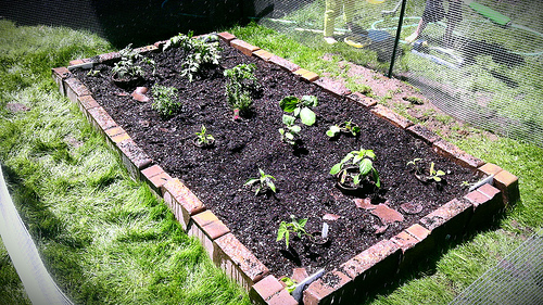 Garden Patch