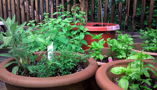 Herb Planters