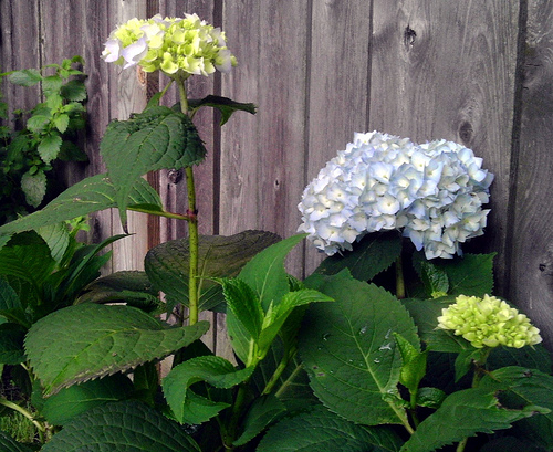 Hydrangea Plant