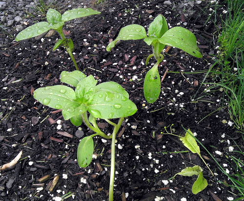 Sunflower Seedlings