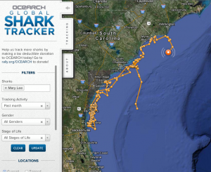 Ocearch Global Shark Tracker Mary Lee