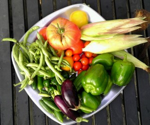 Garden Harvest - August 28, 2013