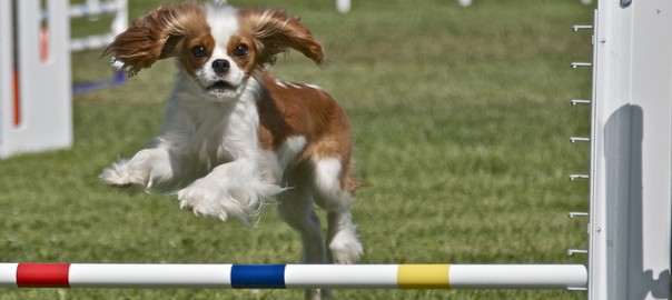 Dog Agility Jumping