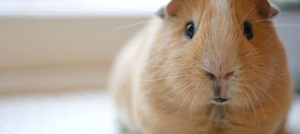 Guinea Pig