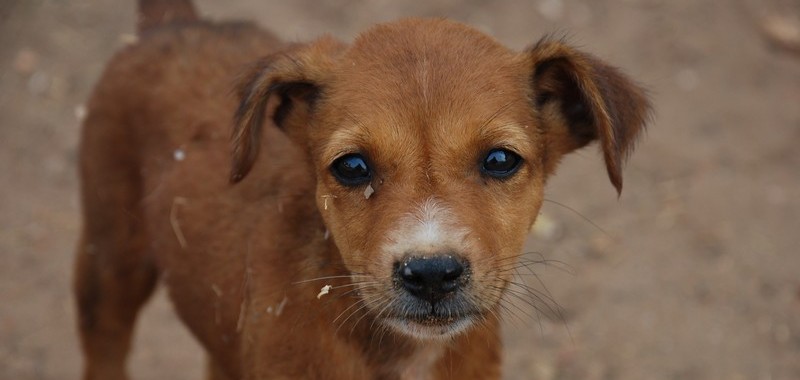 Puppy Forgiveness